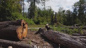Best Hazardous Tree Removal  in Espaola, NM