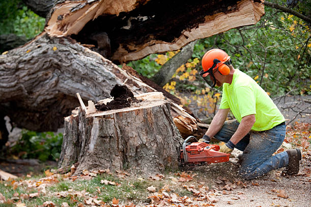 Best Tree Maintenance Programs  in Espaola, NM