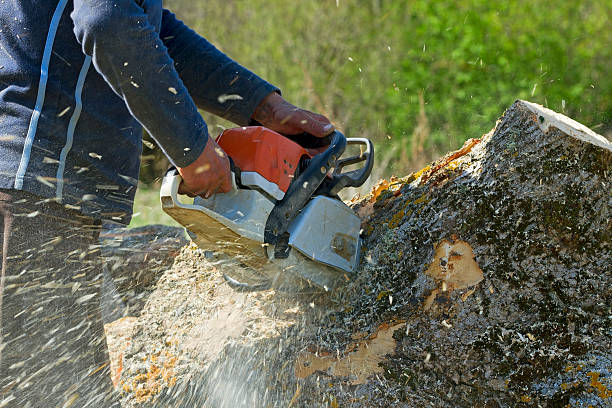 How Our Tree Care Process Works  in  Espaola, NM