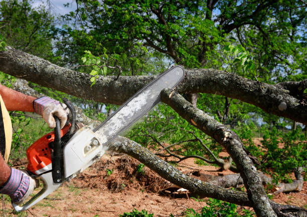 Best Emergency Tree Removal  in Espaola, NM